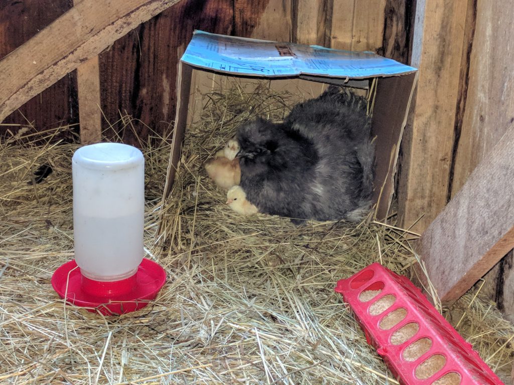 broody hen with her chicks