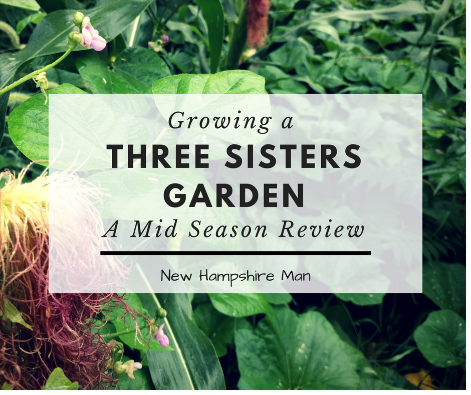 A mid season review of a three sisters garden