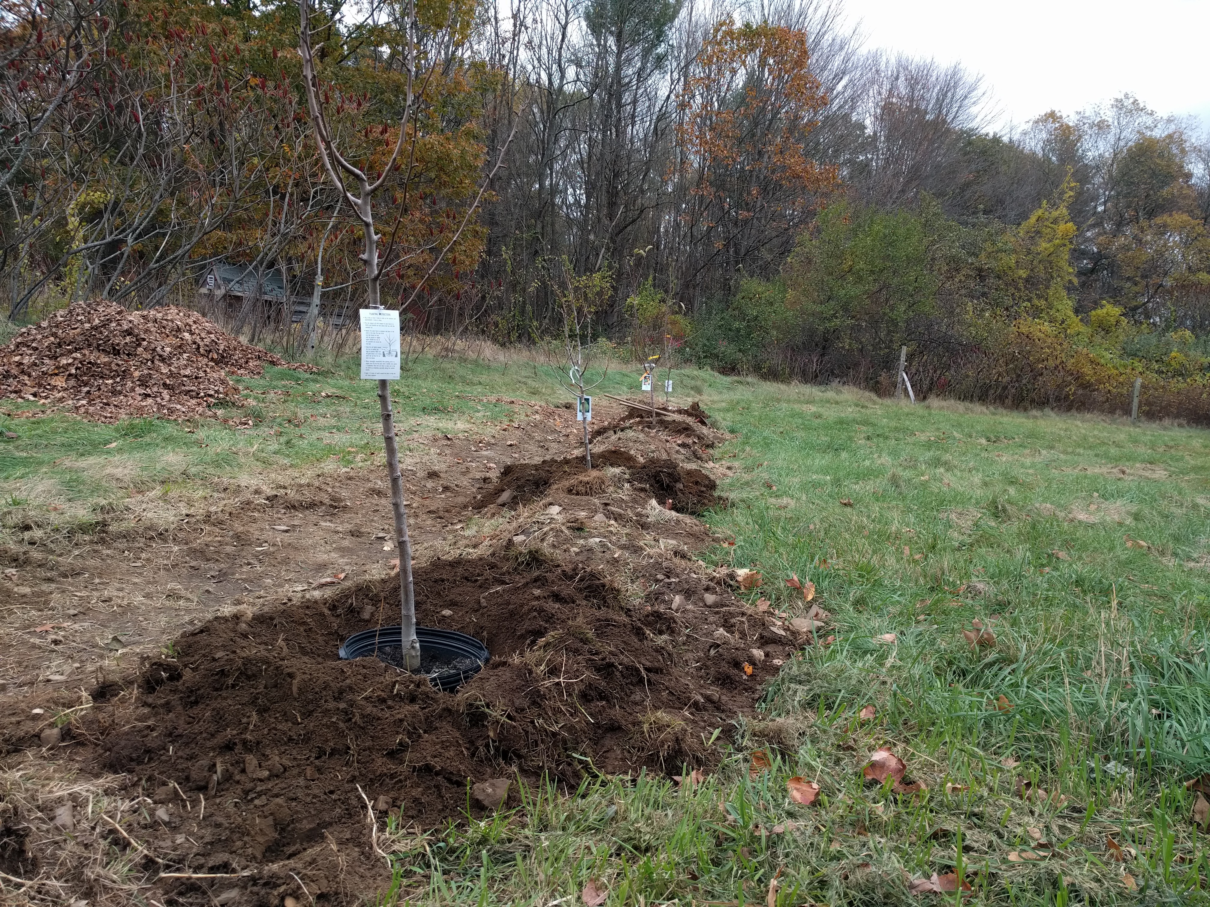 planting trees for a permaculture project